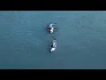 Alligators spotted in North Texas lake