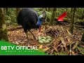 Lagu Cassowary: 999 Days From Egg to Survivor