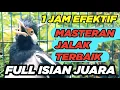 Lagu Burung Jalak Suren Malam Hari Gacor Full Isian Suara Unik Kreasi Mewah