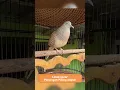 Download Lagu Zebra Dove call Perkutut Lokal Gacor Suara Topcer Pancingan Paling Ampuh  #perkututgacor #birds