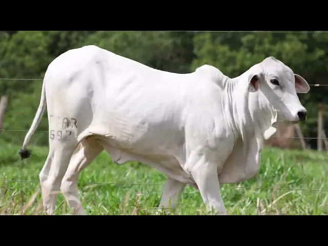 Novilha Tabapuã TTAR - 692