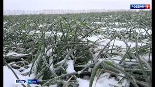 «Вести Омск», утренний эфир от 19 мая 2021 года
