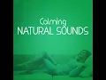 Feathers - Natural Sounds