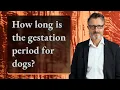 How long is the gestation period for dogs