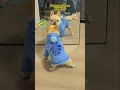 Download Lagu funny dog ​​expression when looking in the mirror #dog #dogs #doglife #dogshorts #funny