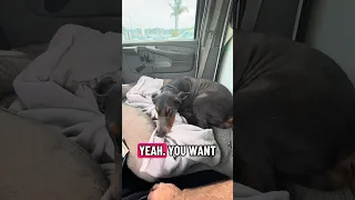 #Fyp #dream #YouTube #doberman #pets