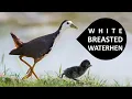 Download Lagu White Breasted Waterhen | Rail | Crake | Water Hen
