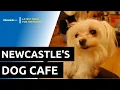 Dogs and Scones Inside Newcastle s dog cafe