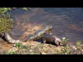 Otters vs Caiman