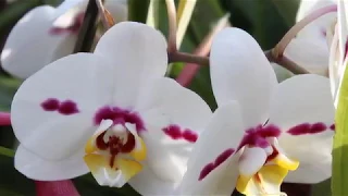 Overcome David Nevue Awakenings 