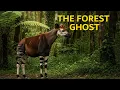 Okapi The Hidden Forest Guardian Rare Wildlife Documentary 4K