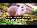 Download Lagu Suara pikat bregul, suara pikat lingsang, suara pikat berang - berang air
