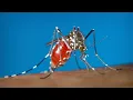 West Nile Virus case detected in Hays County first 2025 human case in county