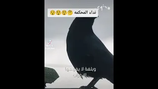 نداء المحكمه        دندنها