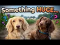 Mini Dachshunds Peanut Butter Explore Lathom Countryside But Something HUGE Is Waiting for Them
