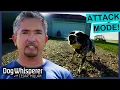 Out-of-Control Guard Dog Bites Every Visitor S3E2 Full Episode Dog Whisperer With Cesar Millan