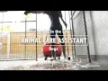 Day in the Life of an RSPCA Animal Care Assistant Dogs