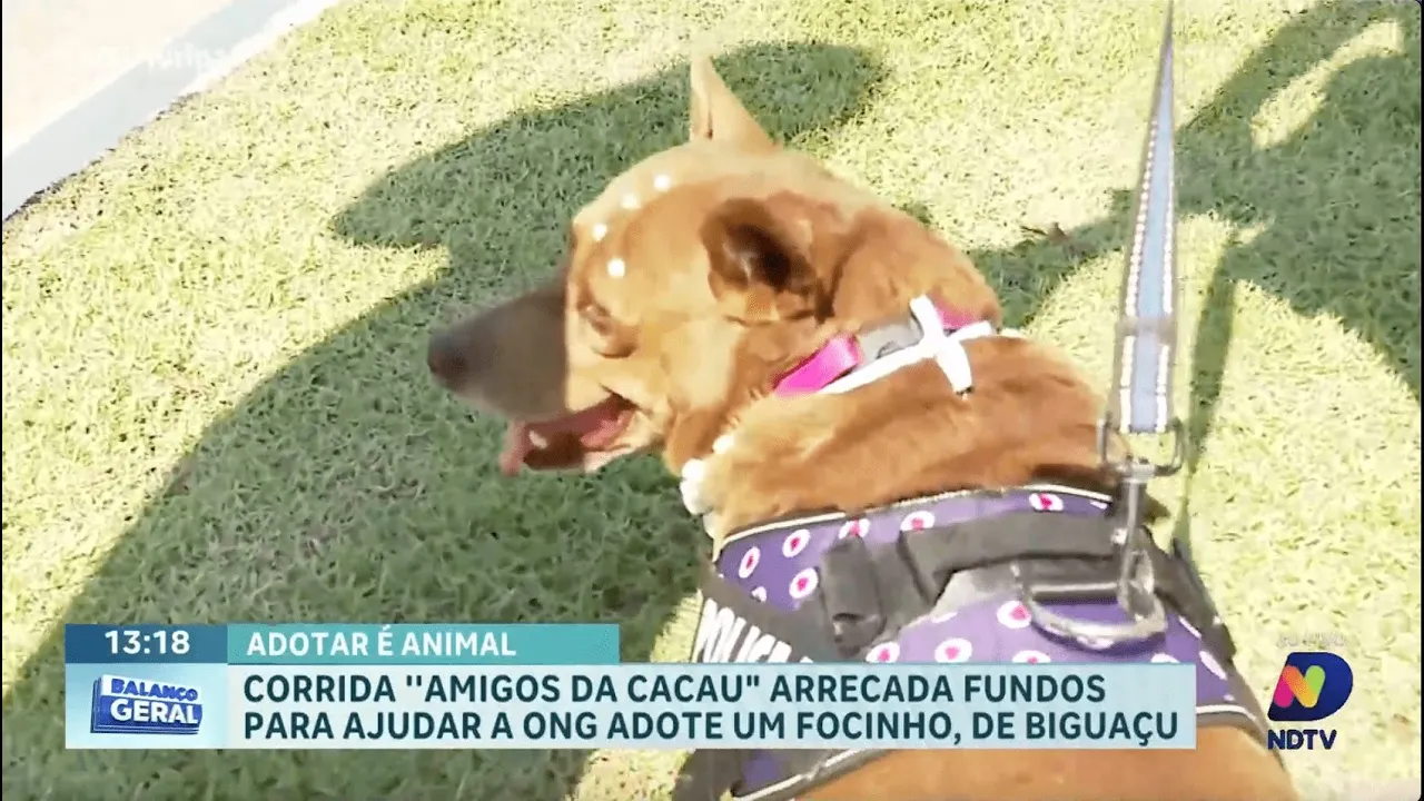 Corrida "Amigos da Cacau" arrecada fundos para ONG em Biguaçu