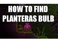 EASY PLANTERA BULBS LIFE FRUITS