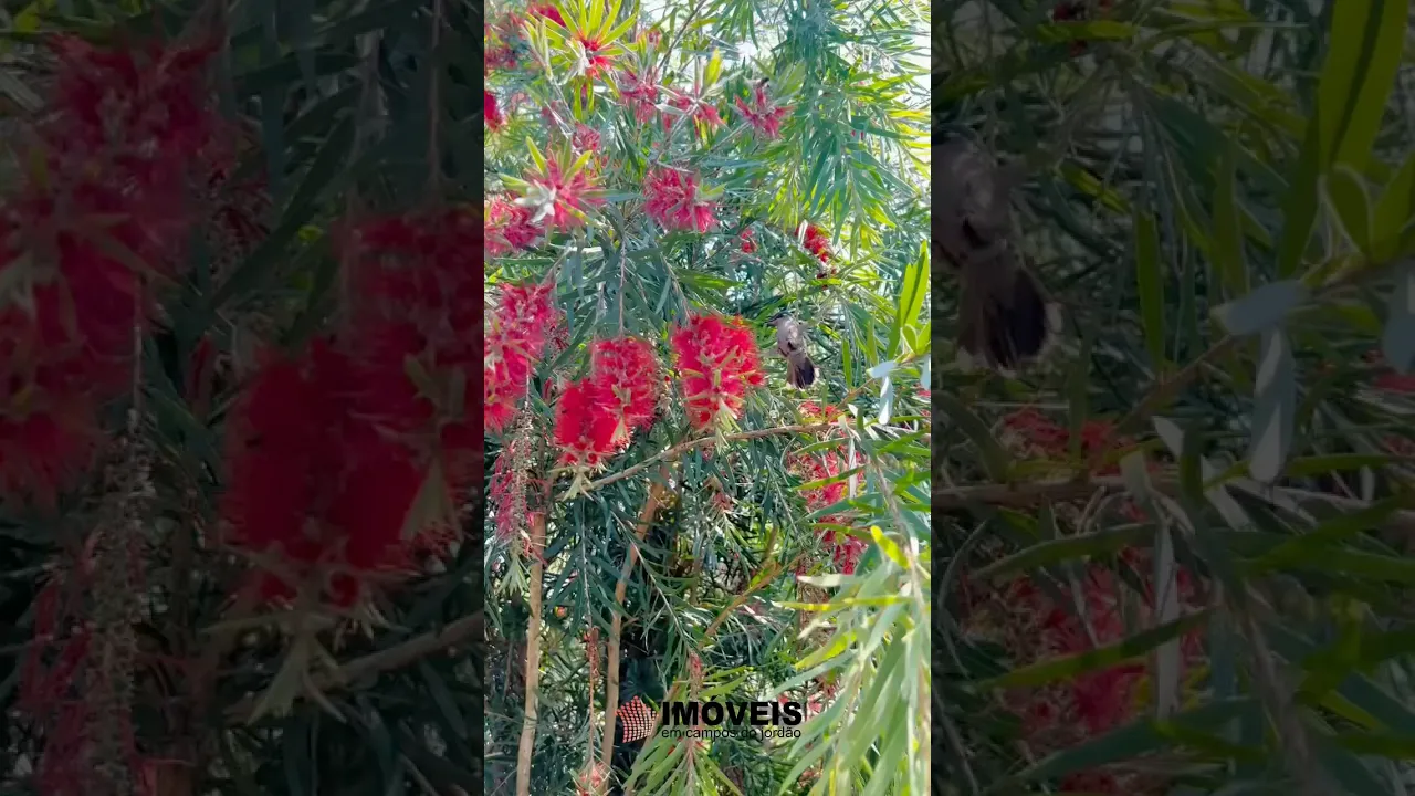 Video do Imóvel: Casa charmosa em bairro nobre da cidade, com 04 confortáveis dormitórios sendo 02 suítes e ainda casa de caseiros.