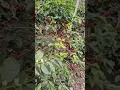 Download Lagu Mantap Buah Kopi Yang Luar Biasa Banyak