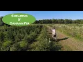 How I Shear 5 Canaan Fir for Premium Christmas Trees