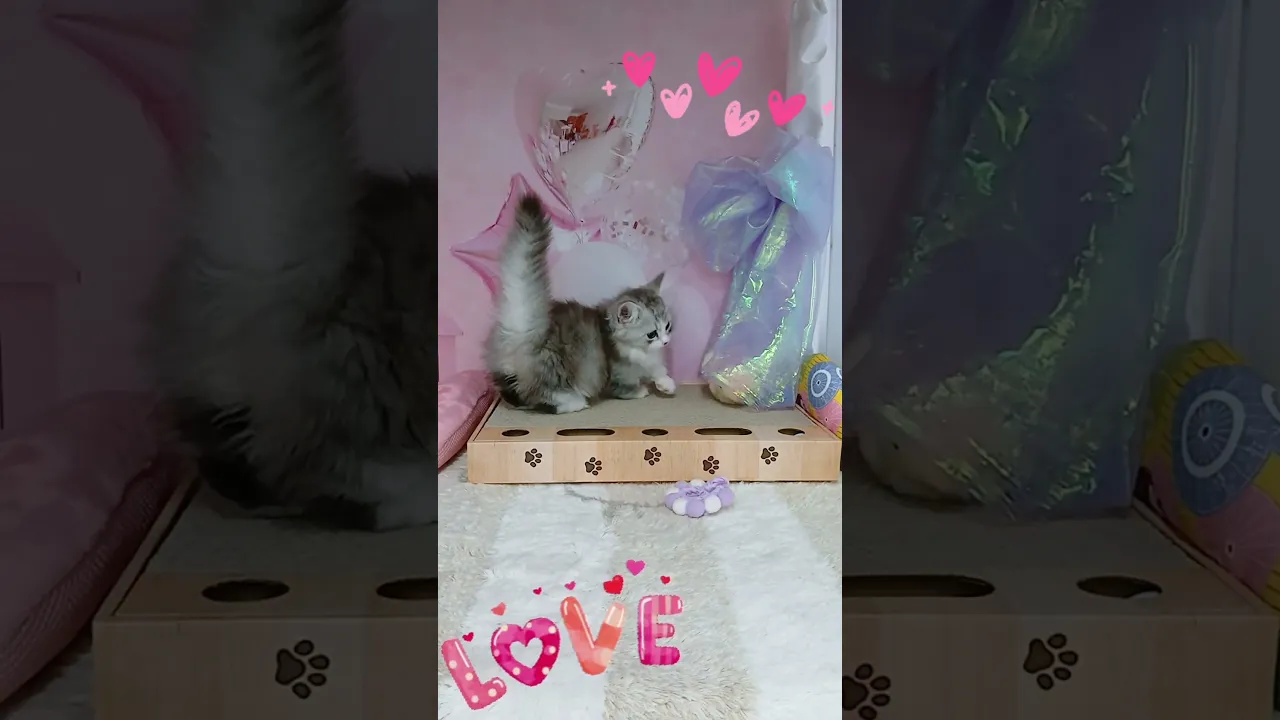 動画
