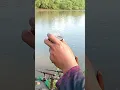 Download Lagu Mancing sambil ngopi mantapnyooo || mancing belanak dasaran