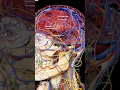Download Lagu brain arteries or veins/ucha lamba kad #reels #neet #india#laughing #sad #medical #viralshort #viral
