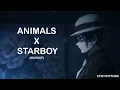 Download Lagu Animals X Starboy (Mashup) | Epic Rhythms