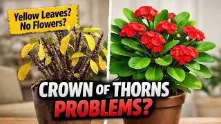 مشاكل شائعة مع نبات تاج الأشواك   العناية بنبات تاج الأشواك                     دندنها