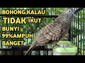 Lagu Perkutut Lokal Gacor Suara Super Kristal - Pancingan Malas Bunyi  (99%AMPUH BANGET)