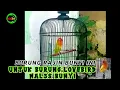 Download Lagu PANCINGAN LOVEBIRD MALES BUNYI @anwardg9047 #lovebird #shorts
