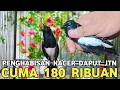Download Lagu SEMURAH INI HARGA KACAR JANTAN 180 RIBU POKSAY MANTEL 160 RIBU DI PASAR BURUNG PRAMUKA 