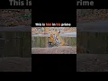 The greatest tiger in the history #viral #shorts #youtube #video