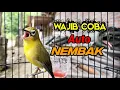 Download Lagu WAJIB COBA...!!! Pancingan Pleci DAKBAL Agar Cepat NEMBAK