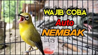 Download WAJIB COBA...!!! Pancingan Pleci DAKBAL Agar Cepat NEMBAK MP3