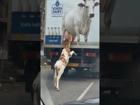 A calf sucking a cow painted on a truck
