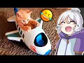 Download Lagu SI TE RIES 3 VECES PIERDES NIVEL GATITOS Y PERRITOS 🤣😂