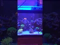 Download Lagu Reef Aquarium Budget 20 Gallon Long Mixed