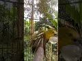 Download Lagu indahnya suara burung sirtu gacor #cipohgacor #cipohmania #kicaumania #burung #birds #cipohgacor