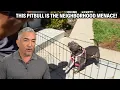My Dangerous Stand Off With An Untamed Pitbull Cesar 911 Throwbacks