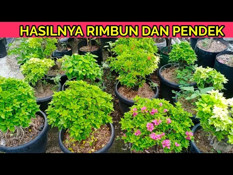 Download MP3 Cara buat bougenville pendek rimbun dengan di pruning seperti ini