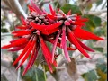 flor de pito machetito