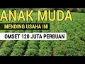 Download Lagu 15 TANAMAN SUPER CEPAT MENGHASILKAN UANG