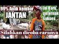 Download Lagu Tips supaya indukan beranak kembar jantan