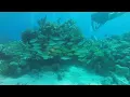 Dave Joe Kuefler SCUBA Dive 1 Molasses Reef Fire Coral Cove