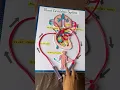 Download Lagu Blood circulation working model school project #schoolproject #scienceproject