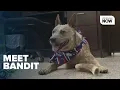 Red Heeler Bandit seeks forever home after four returns to shelter