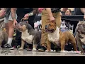 The Most EXTREME Bully Stack Off - 2026